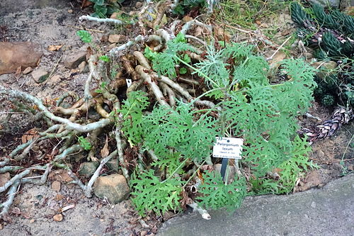 Pelargonium laxum